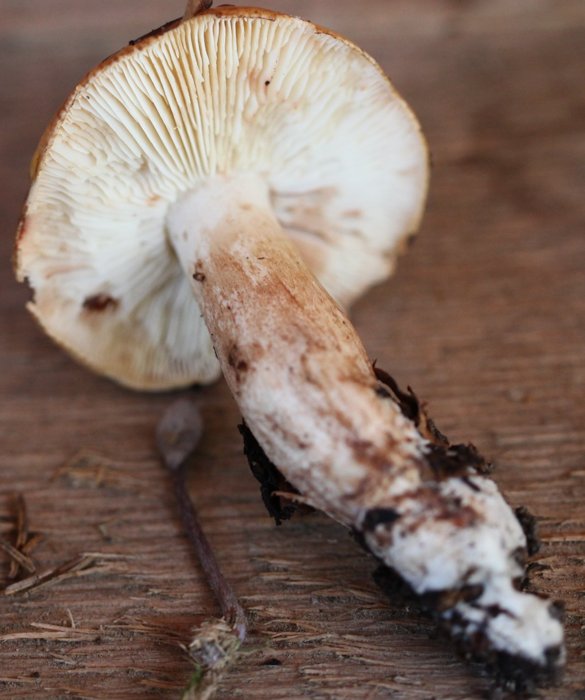 Tricholoma ustaloides